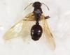 Pheidole sp.